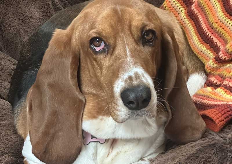 Abby the Therapy Support Dog